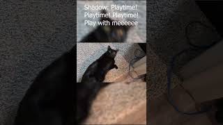 Very vocal void cat demands MORE playtime! #vocalcat #talkingcat #meow #cute #void #cat
