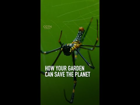 How your garden can save the planet