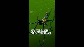 How your garden can save the planet