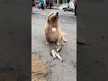 Golden Retriever Trade Time #shorts #dogs