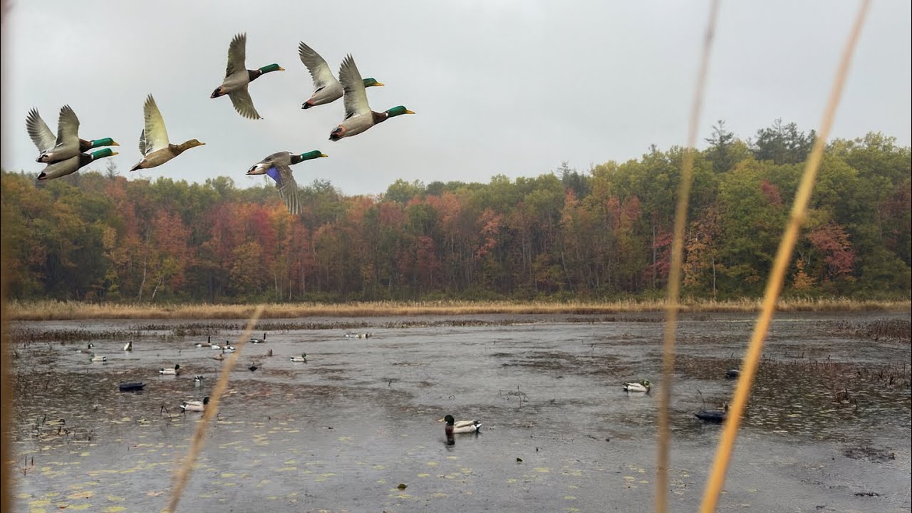 2-Man Rainy River Blind Hunting at the Cottage 