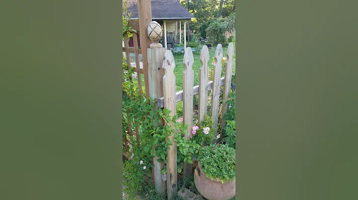 Climbing rose in my Cottage garden