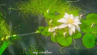 Alaiye sitralaiye Tamil song whatsapp status