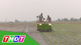 Hiệu quả mô hình cánh đồng sản xuất lúa tiên tiến | THDT