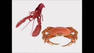Crabs Vs Lobsters, Mr.krabs Saved The Christmas