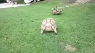 Tortoise helps friend who's flipped over
