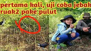 jebakan ruak-ruak menggunakan pulut || bird trap