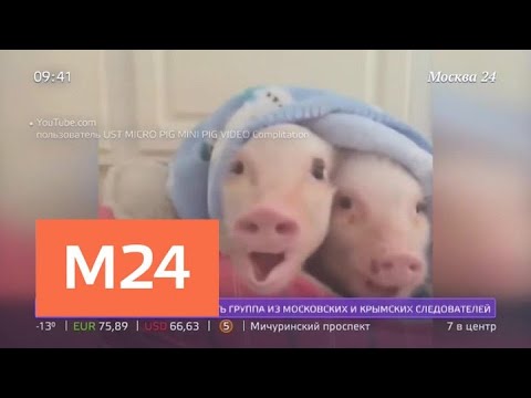 Перед Новым годом в России резко увеличился спрос на мини-пигов Москва 24