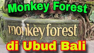 Download Lagu Pagi yang Indah dan rindang di Monkey Foresh Ubud Bali Indonesia.#pagi #yang #indah #diubud #bali. MP3