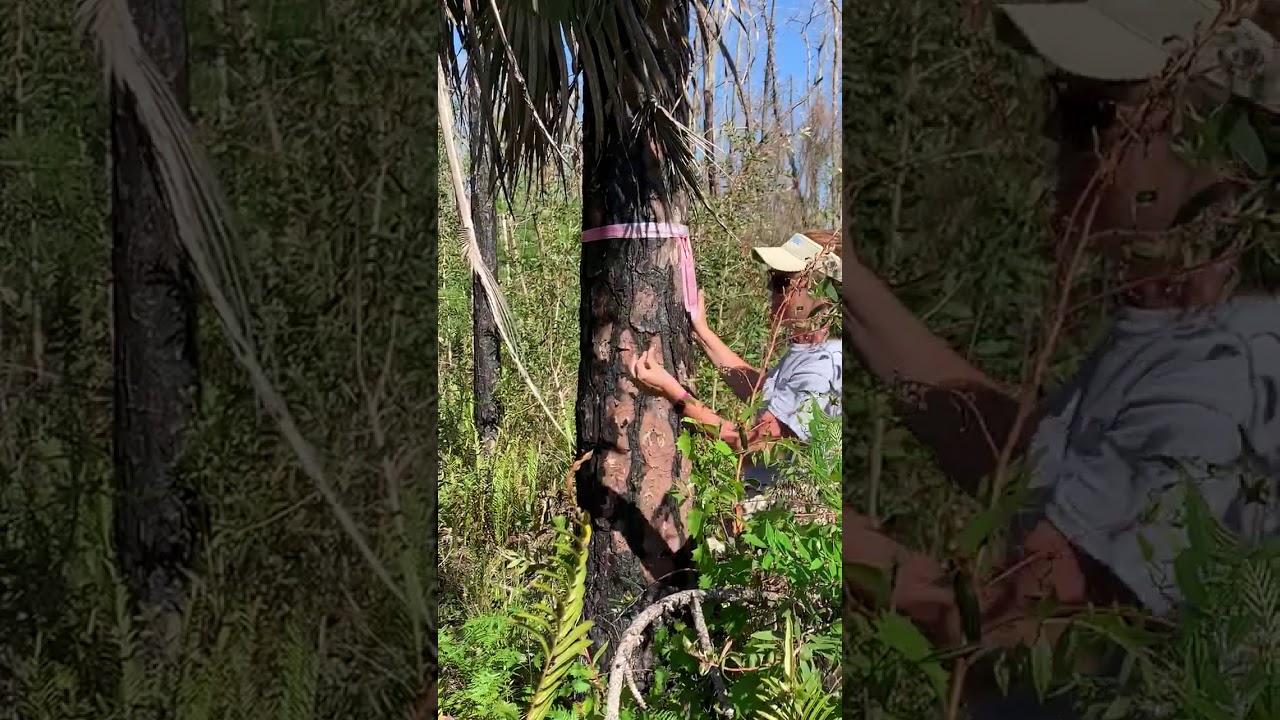 Tree adaptations to fire SC.7.L.15.3