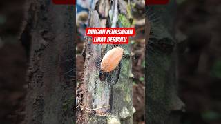 Download Lagu Sepertinya kamu tau MP3