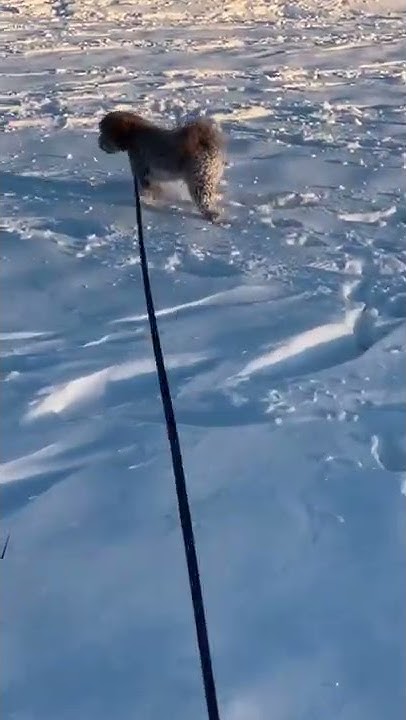 what-does-dogs-do-after-it-snows-youtube