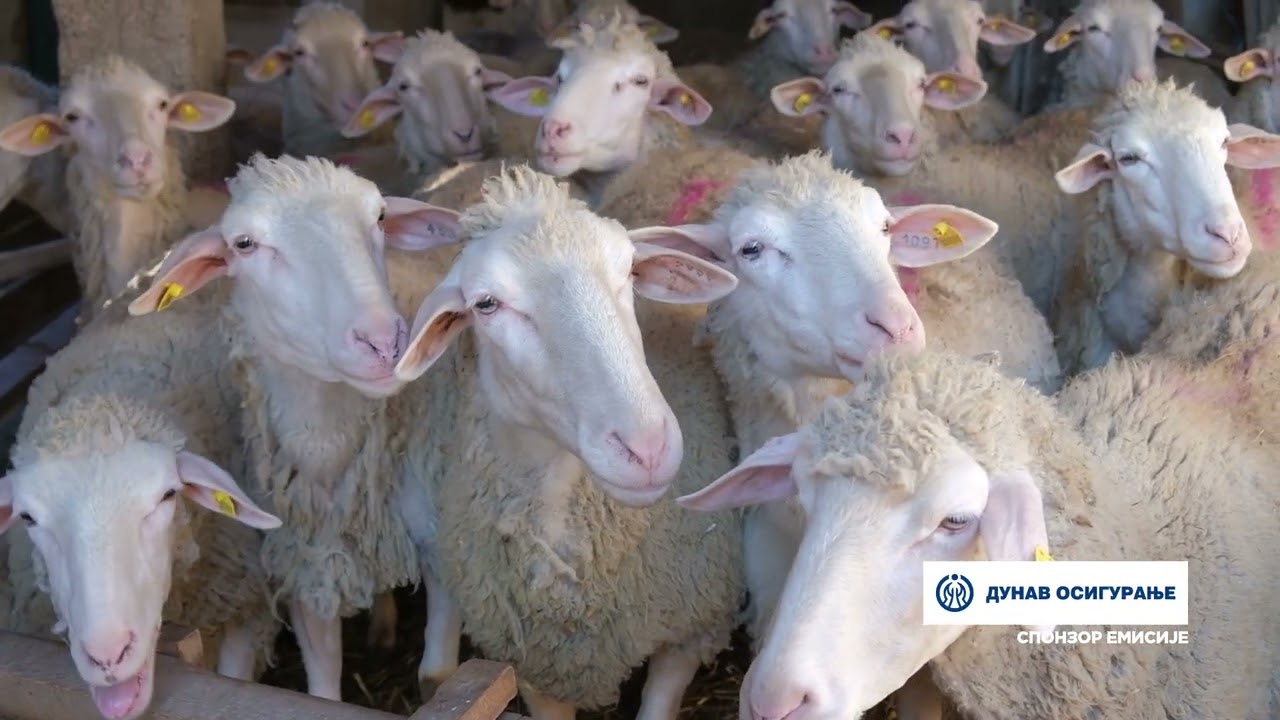 Složno, uspešno! ep. 206 27.02.2024. Farma ovaca Živkovića iz Skorice kod Ražnja