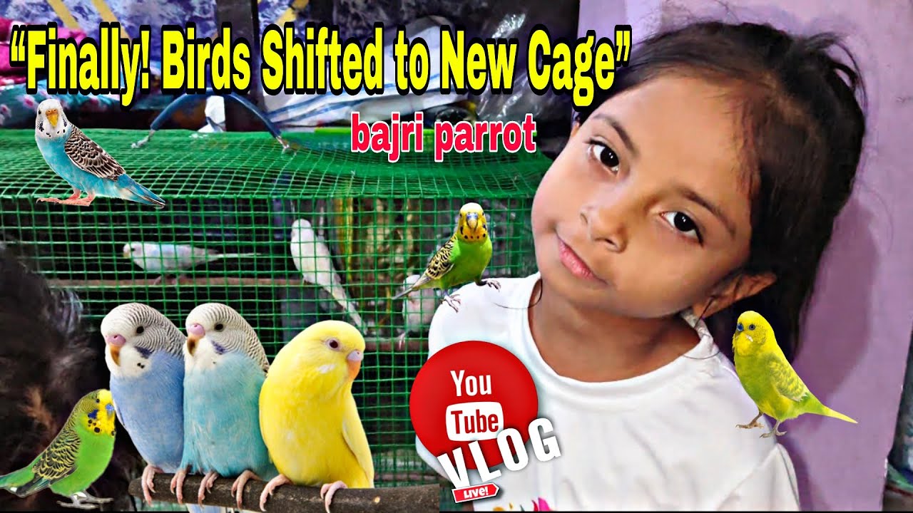  बजरी पैरट का नया सेटअप – देखिए पूरा वीडियो #budgies #bajriparrot #newhomebudgies 