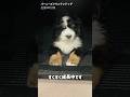 【生後45日目】バーニーズ親子の仲良しタイム🐾