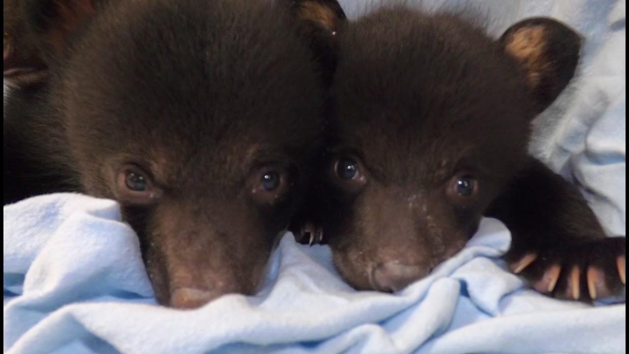 Black Bear Enclosure - South View
