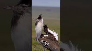 Kori Bustard: The Heaviest Flying Bird