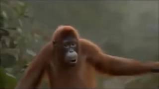 M.akram Badshah Funny Video Part 2