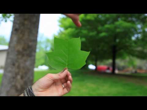 Video: Arborele de lalele crește rapid?