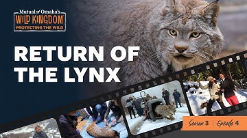 Return of the Lynx