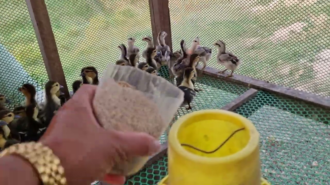 សកម្មភាពប្រចាំថ្ងៃCambodia Daily life