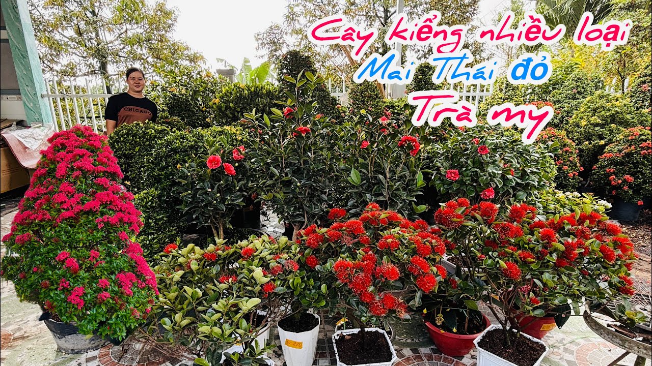 Cây kiểng mai Thái đỏ,trà my,trang thuần chậu chào bán..28/02😘📲 0977.416.876.Ken