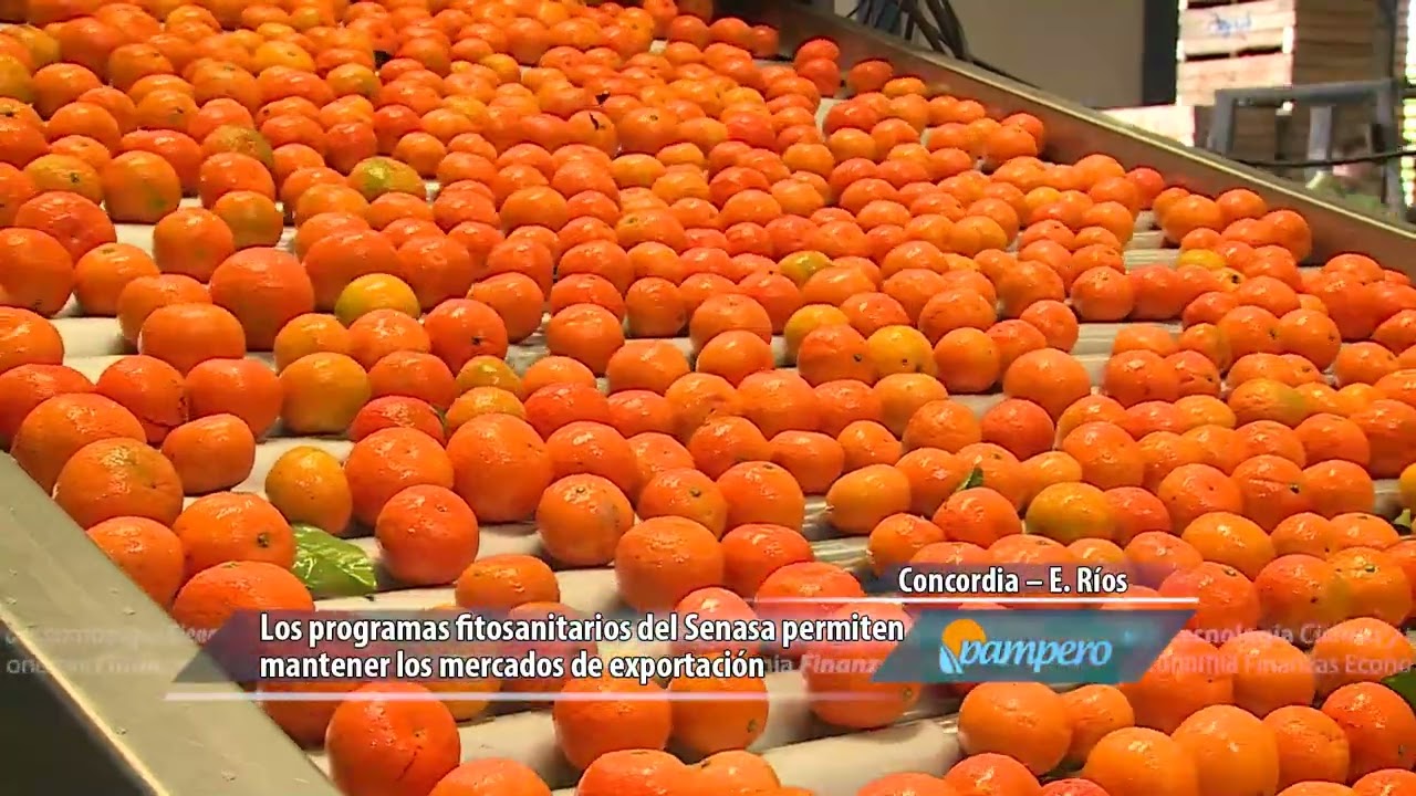 Fiesta de la citricultura