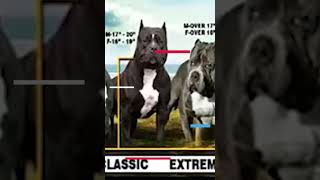 American Bully y el Husky Siberiano