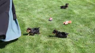 Yorkie Puppies For Sale
