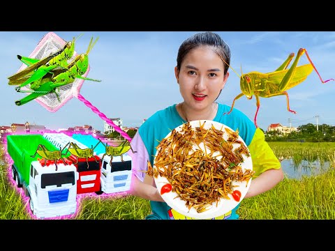 Video Ra đồng bắt cào cào, châu chấu về ăn - làm món châu... - youtube
