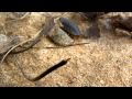 Common Woodlouse