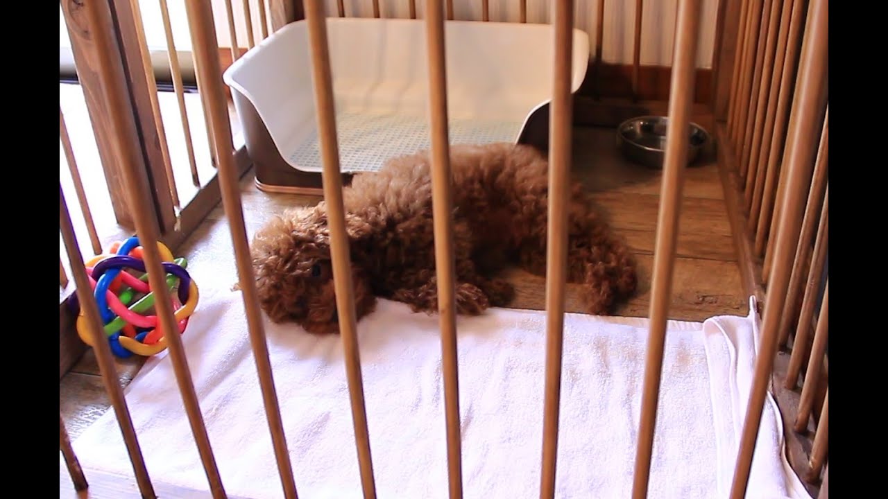 WASABIがケンネルコフ（気管気管支炎）と診断されました