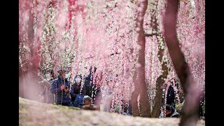 城南宮で梅満開　古都に春の訪れ