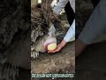 Catching an Ostrich Egg: How Farms Protect Their Giant, Fragile Treasure