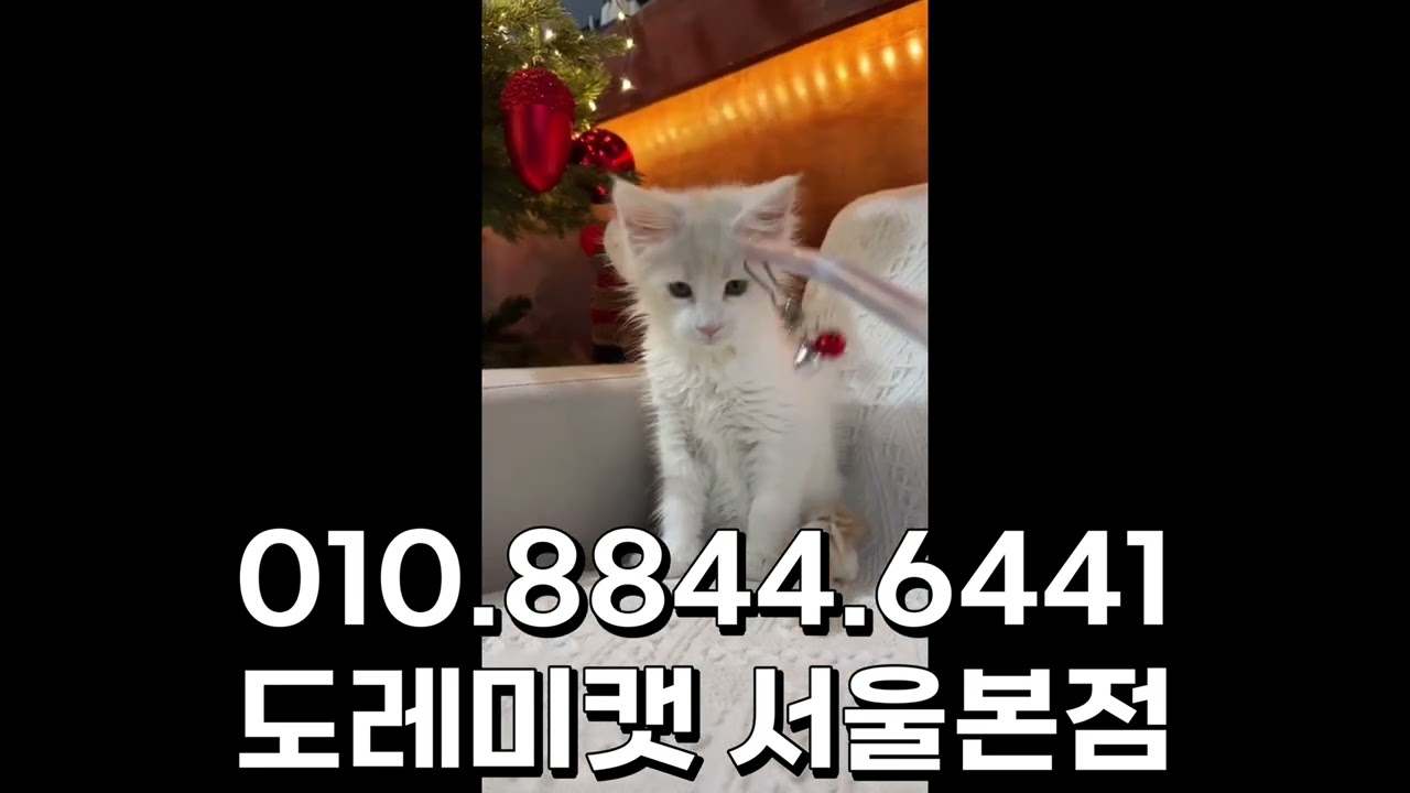 대전고양이분양 특별한 진짜 메인쿤 바이컬러 도레미캣 패밀리 :)