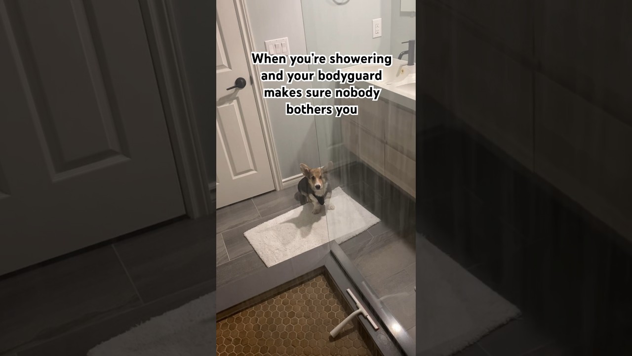 Does your dog protect you too? 🦮adorable dog dogofyoutube 