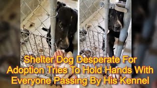 Shelter Dog Desperate For Adoption Tries To Hold Hands With Everyone Passing By His Kennel