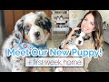 PICKING UP OUR NEW 8 WEEK OLD AUSTRALIAN MOUNTAIN DOG PUPPY! 🐶 First Week with a New Puppy