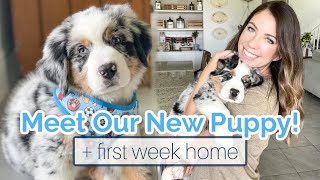 PICKING UP OUR NEW 8 WEEK OLD AUSTRALIAN MOUNTAIN DOG PUPPY! 🐶 First Week with a New Puppy