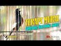 AMPUH ! Murai pendiem Langsung Ikut Buka Suara | Shama Bird Indonesia