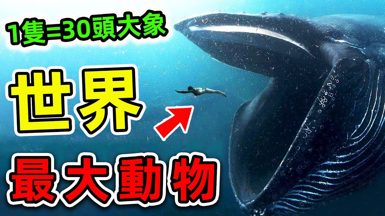 人類史上最大的10種生物！第一名舌頭上能站50個人，是大象重量的30倍。|#世界之最top #世界之最 #出類拔萃 #腦洞大開 #top10 #最大動物