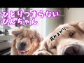 ひとりつまらないぴんちゃん