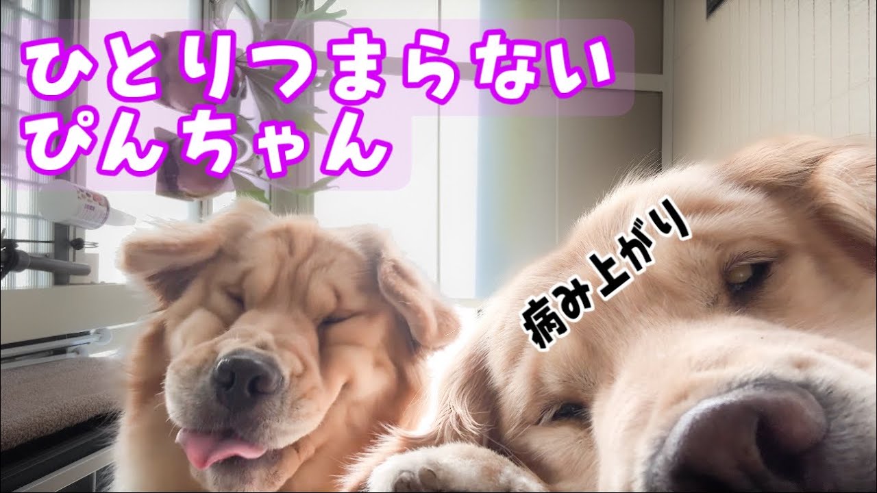 ひとりつまらないぴんちゃん