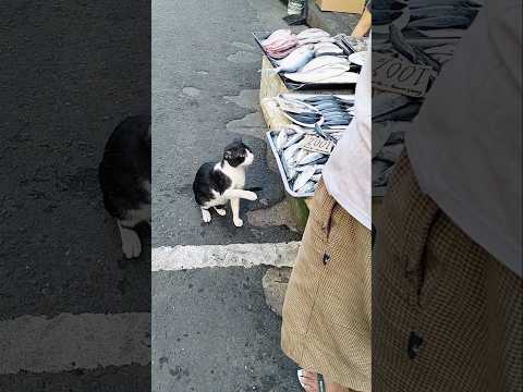 HE TRYING TO #shortvideo #animallovers #funnycats #cat #pets