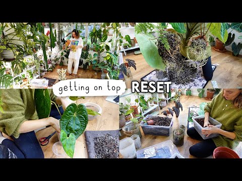 Getting My Life Together 🌱 Cleaning, Repotting + Motivation