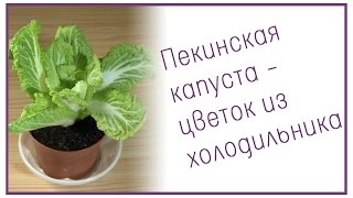 Пекинская капуста - цветок из холодильника Пекинская капуста - цветок из холодильника