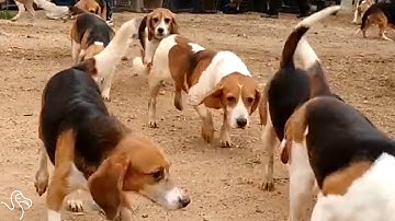 Beagles Freed From Life In A Lab Go Outside For The First Time