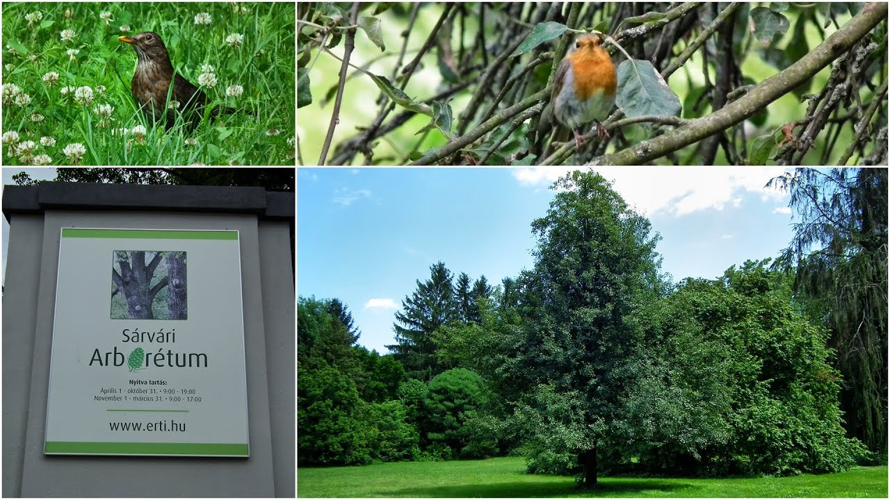 Sárvári Arborétum