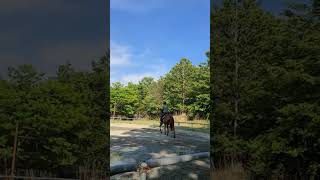 ドリームポリーニのトレーニング2026.6.1 #一口オーナー募集中 #サポーター募集中 #引退競走馬の支援  #引退競走馬のセカンドキャリア
