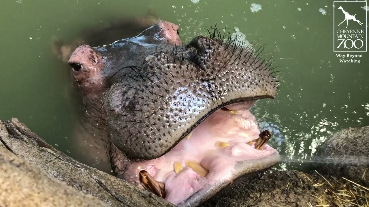 Hippo Hose #CMZooZen with Kasai and Zambezi - YouTube